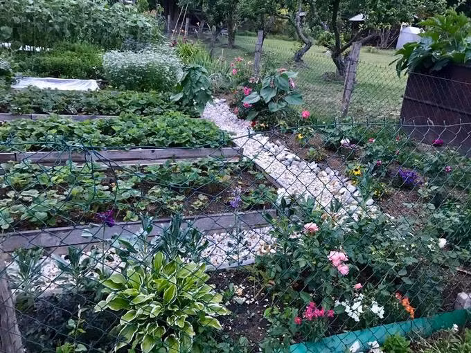Mê hoa và cây cảnh, chị Huyền còn chăm khu vườn rau và cây ăn trái.