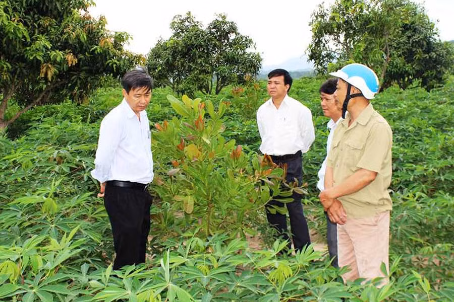  Mô hình trồng mì cao sản xen canh điều cho thu nhập cao. Ảnh: Đức Phương