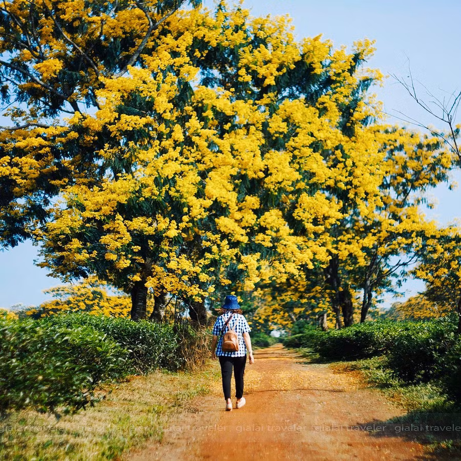 @yanlovetravel