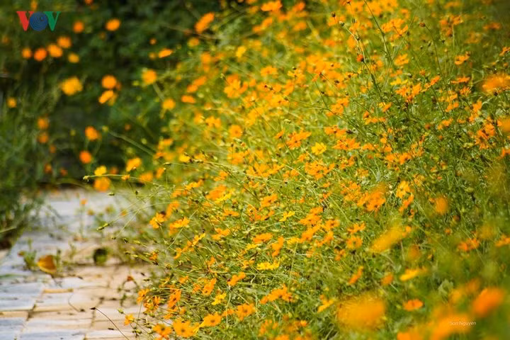  Khi mùa thu về, vẻ đẹp của những cánh hoa dại bên đường, của những đóa hoa chưa biết tên bên những bờ tường rêu cũ…cũng đủ khiến ta ngỡ ngàng, đắm say.