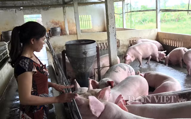 Người dân trong nước đang lo lắng đối phó với dịch bệnh khi giá chăn nuôi trong nước vừa mới tạm ổn định. Ảnh: Nguyên Vỹ