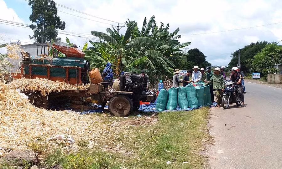 Nông dân xã Yang Trung thu hoạch bắp. Ảnh: Ngọc Sang