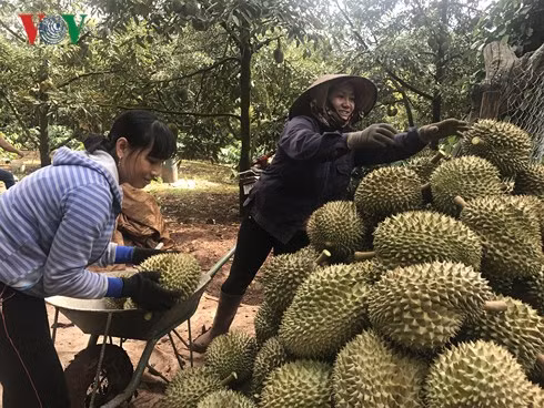 Người trồng sầu riêng ở Krông Pắk- Đắk Lắk với niềm vui được mùa, giá cao kỷ lục.
