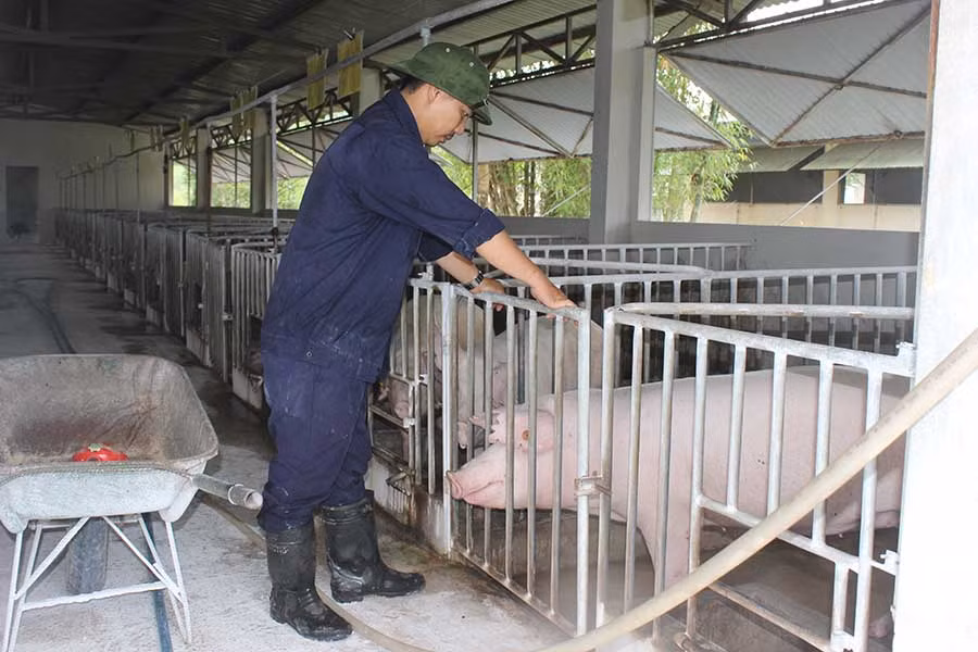  Chăm sóc đàn heo tại Trung tâm Giống vật nuôi tỉnh. Ảnh: N.D