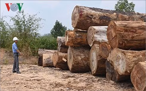 Những lóng gỗ được Công ty TNHH Một thành viên lâm nghiệp Đắk Tô vận chuyển ra bãi tập kết