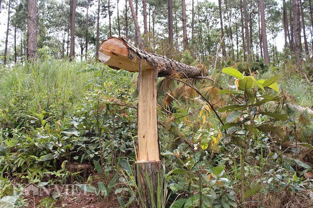 Những cây thông bị gió quật đổ do bị lâm tặc cắt hơn một nửa gốc. Ảnh: Văn Long.