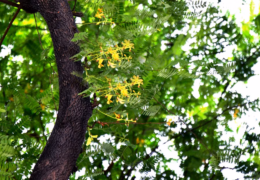  Vẻ đẹp lãng mạn của những hàng me xanh đã đi vào nhiều tác phẩm thơ ca