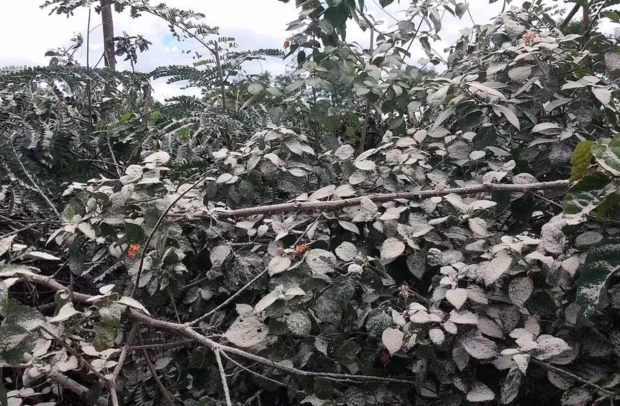 Các loại cây nông nghiệp xung quanh bị khói bụi nhà máy sản xuất tinh bột sắn Gia Lai bao vây. Ảnh: Hà Phương