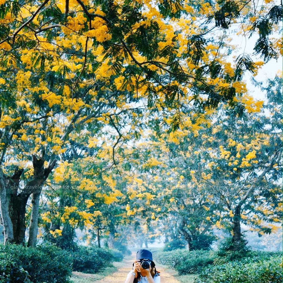 Nguồn: gialai traveler