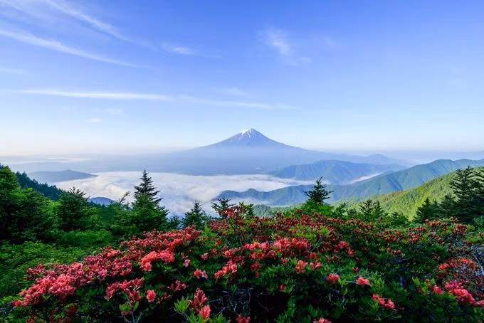  Những bông hoa nở vào mùa xuân tạo nên tiền cảnh đầy màu sắc cho núi Phú Sĩ.