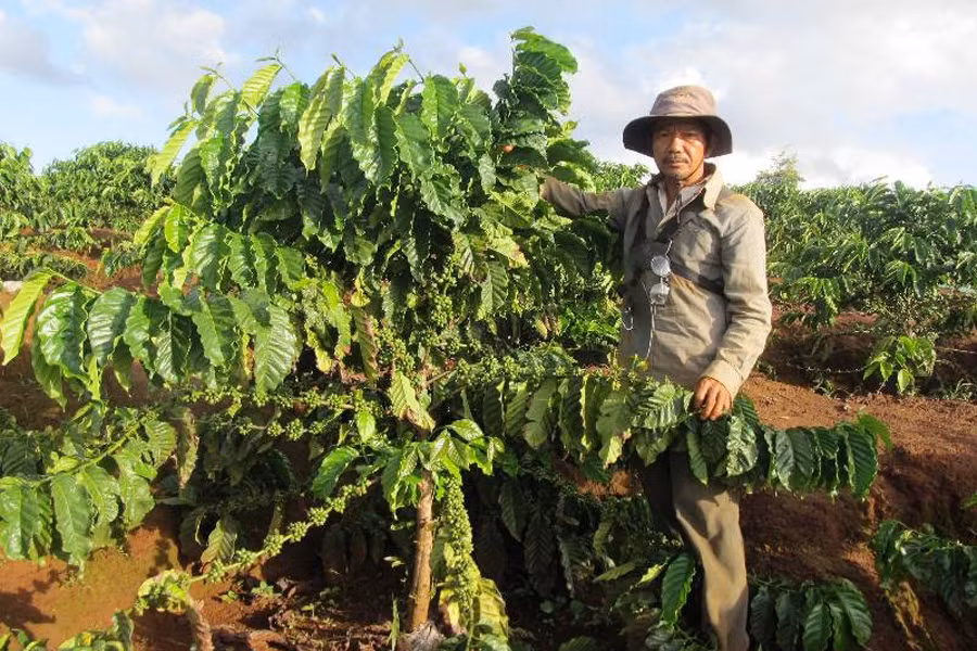 Áp dụng kỹ thuật canh tác mới giúp nhiều hộ nông dân tăng thu nhập. Ảnh: H.T