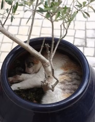 Một chỗ ngủ lý tưởng là trong chậu cây trồng. (imgur.com).