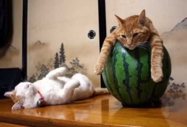 "Tôi nói rồi mà, nằm ườn lên quả dưa hấu thú vị hơn nhiều".(imgur.com).
