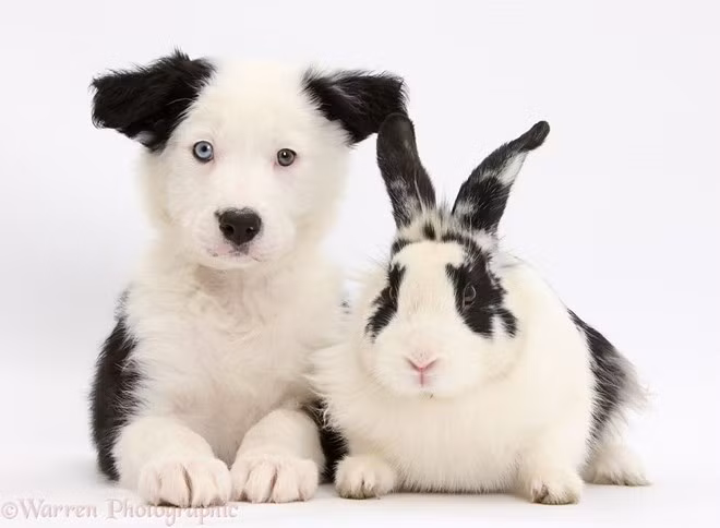 Giống nhau từ bộ lông cho đến biểu cảm 'ngơ ngơ'. (Nguồn: boredpanda.com)