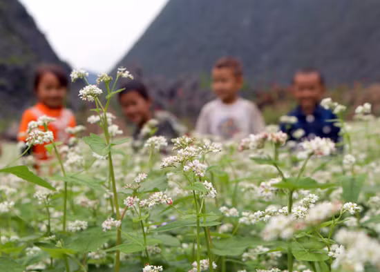 “Hoa của đá” đang khoe sắc trắng và chuyển dần sang tím đỏ.