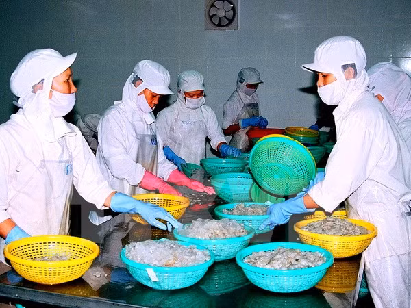 Chế biến tôm đông lạnh xuất khẩu.