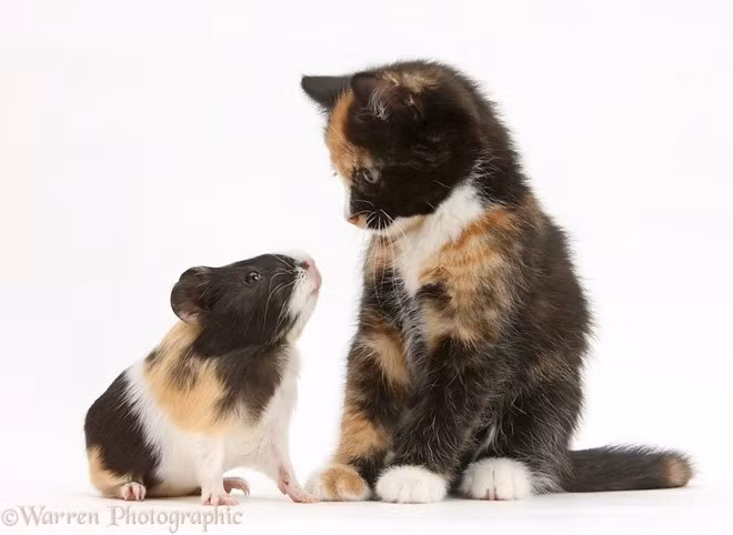 Tưởng chỉ có mèo tam thể mà hóa ra cũng có chuột lang tham thể à. (Nguồn: boredpanda.com)
