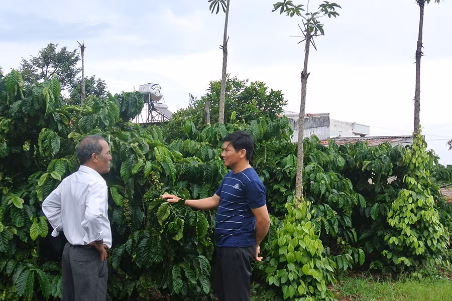  Bảo hiểm cho cây cà phê là một giải pháp giảm thiểu rủi ro cho nông dân. Ảnh: H.B