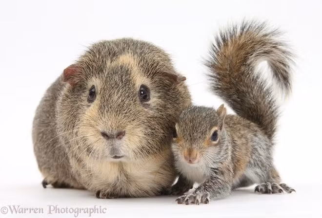 Chỉ cần đuôi dài ra, thân hình thon thả lại, là hamster sẽ giống hệt sóc. (Nguồn: boredpanda.com)