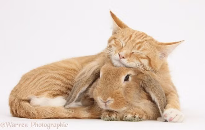 Mèo vàng được gọi là ginger cat, còn thỏ vàng có phải cũng có tên là 'thỏ gừng' không nhỉ? (Nguồn: boredpanda.com)
