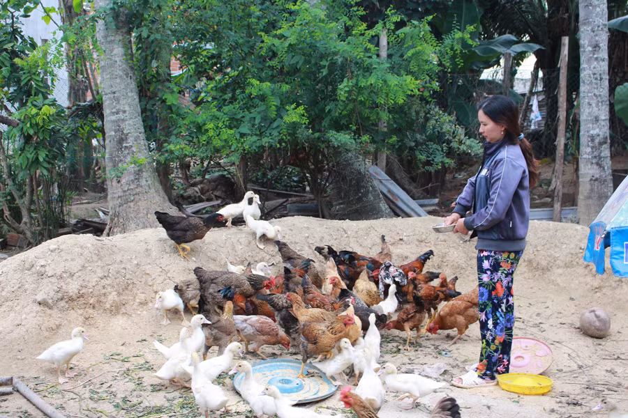 Chị Thanh buồn bã bên đàn gà, vịt-tài sản còn lại của gia đình sau khi mất sạch tiền vì chơi Bitcoin. Ảnh: H.T