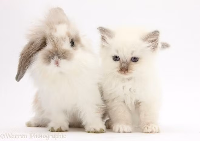 Chẳng có lý do gì cả, mình thích thì mình giống nhau thôi. (Nguồn: boredpanda.com)