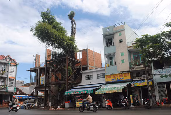 Cây da đã được cắt tỉa, ép cọc, cố định khung sắt giúp đứng vững an toàn - Ảnh: THÀNH NHƠN