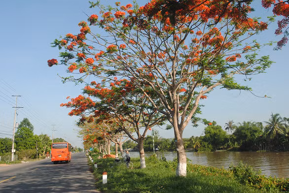 Hàng phượng vĩ lãng mạn nở đỏ cả đoạn đường dài bên bờ sông Lấp Vò - Ảnh: THÀNH NHƠN