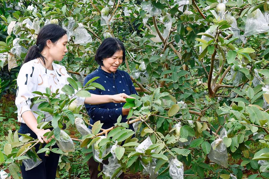 Mô hình trồng ổi của gia đình Vũ Thị Huyền (thứ 2 bên trái) ở làng kép phường Đống Đa Tp.Pleiku - là điển hình về phát triển sản xuất theo ứng dụng CNC đã phát huy hiệu quả tích cực. Năm 2015, giá cà phê xuống thấp nên gia đình chuyển đổi sang trồng 1,3 ha cây ăn trái với hệ thống tưới nhỏ giọt. Riêng năm 2019, sản lượng ổi của gia đình chị đạt hơn 1 tạ/ngày, cho thu nhập bình quân mỗi năm gần 500 triệu đồng.