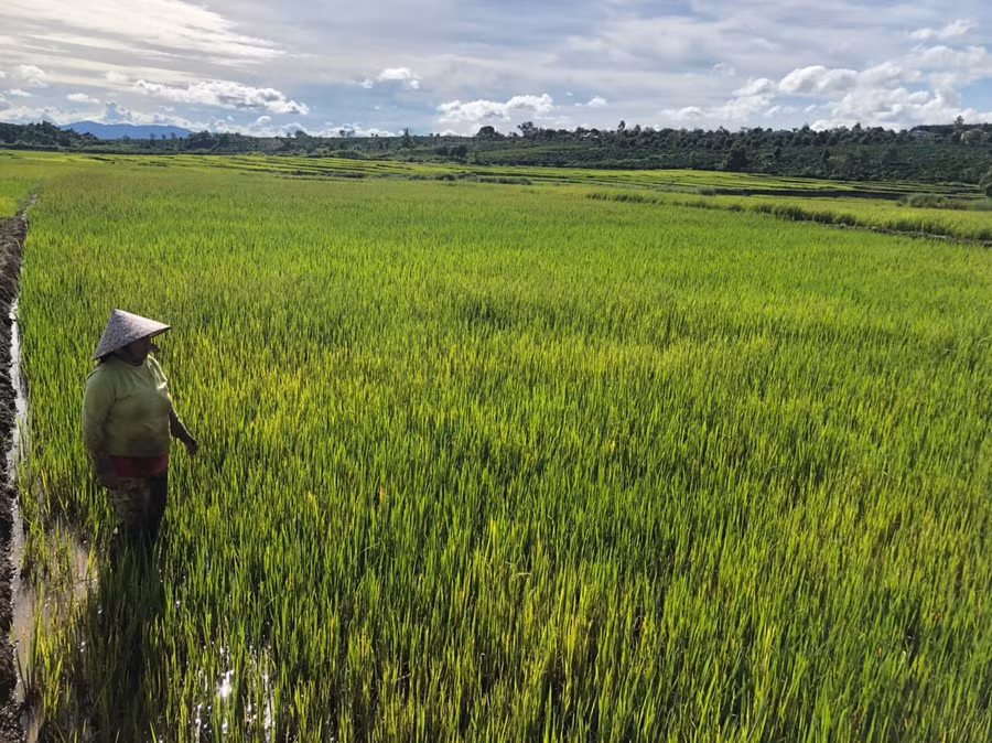 Nhìn đám ruộng phát triển không đều, chị Hik thở dài. Ảnh: Phương Dung