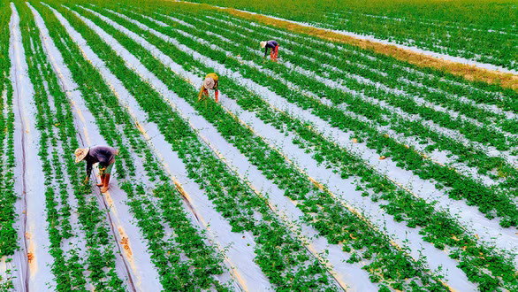 Nông trại trồng cà gai leo vô cùng hiện đại của chị Nhạn “mọc” lên giữa vùng đất bom đạn năm xưa - Ảnh: QUỐC NAM