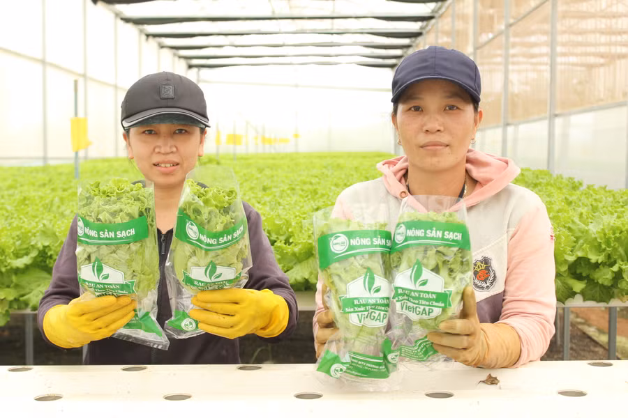 Công nhân Công ty TNHH MTV Hương đất An Phú thu hoạch rau thủy canh. Ảnh: Nguyễn Diệp