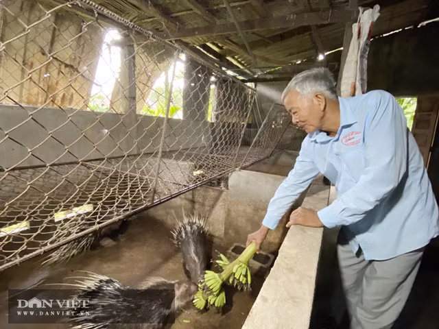 Tỷ phú nông dân Võ Thanh Hùng, Hành Nhân, huyện Nghĩa Hành (Quảng Ngãi) bên chuồng nuôi nhím của gia đình.
