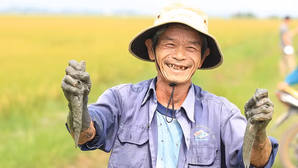 Ông Nguyễn Quang Toan, nông dân tham gia liên kết trồng lúa sạch với Công ty Nông sản hữu cơ Quảng Trị, đi bắt cá trên ruộng lúa sau khi gặt - Ảnh: QUỐC NAM