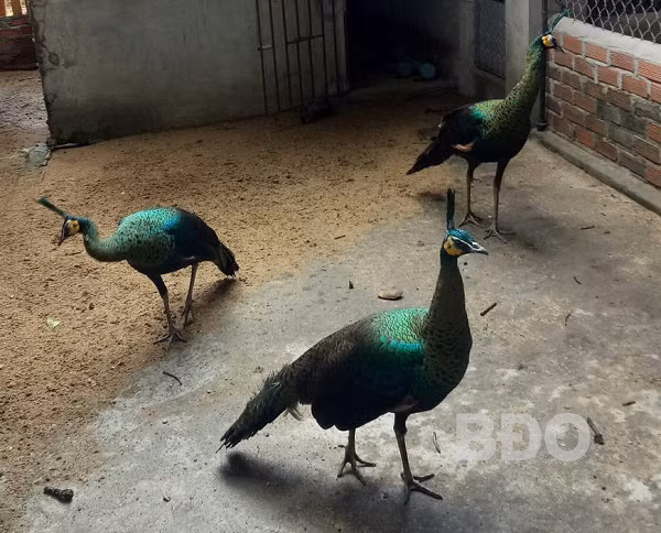 Chim công quý hiếm nuôi ở vườn nhà anh Thái Bửu Bấu, thôn An Dõng, xã Bình Thành, huyện Tây Sơn (tỉnh Bình Định).