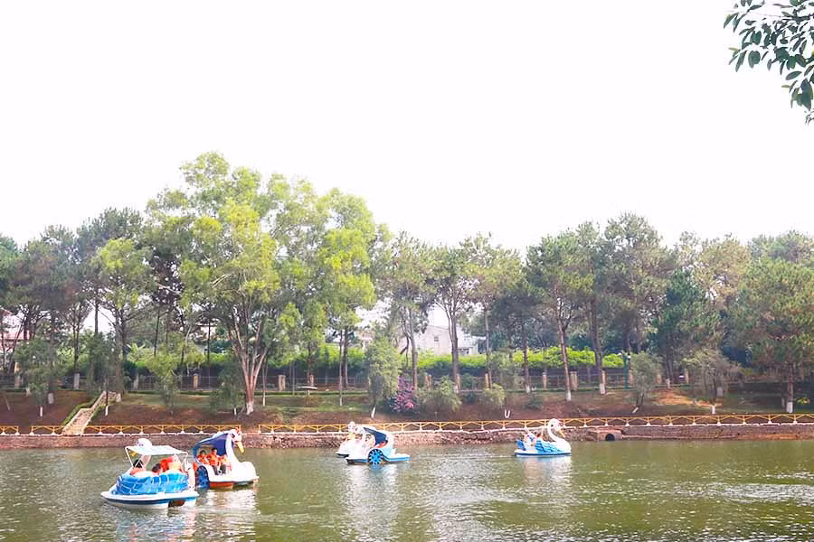 Hàng thông bên hồ Diên Hồng (TP. Pleiku). Ảnh: Đinh Huy Hoàng