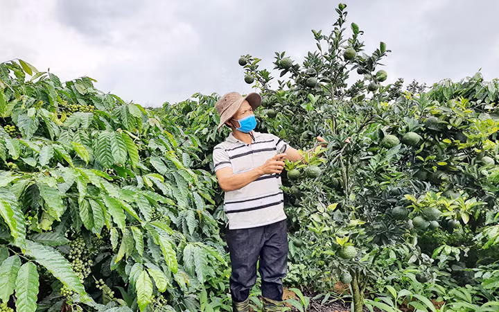 Vườn trồng xen canh cam, quýt trong rẫy cà-phê của gia đình anh Trần Văn Dũng ở thôn 7, xã Ngọc Wang, huyện Đăk Hà.