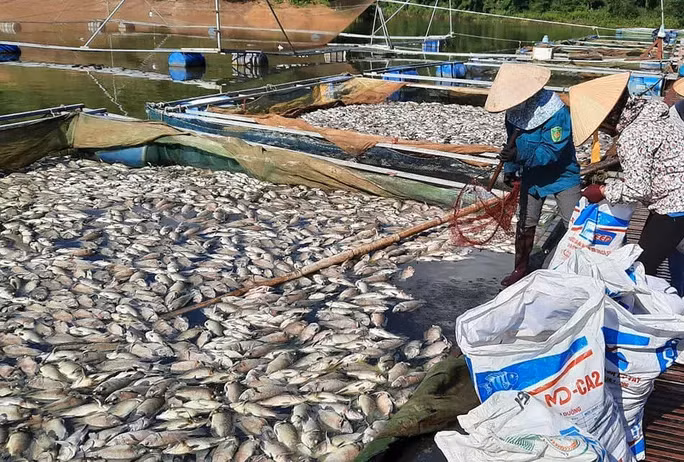 Hình ảnh cá chết trắng hồ ở Điện Biên
