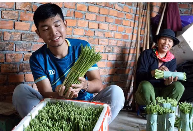 Anh Võ Mạnh Tú, xã Hành Phước, huyện Nghĩa Hành (tỉnh Quảng Ngãi) phân loại măng tây trước khi xuất bán. Ảnh: Lê Ngọc Phước-TTXVN
