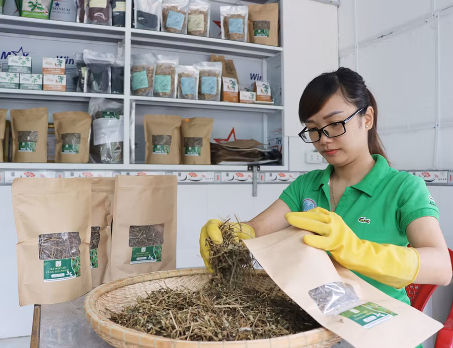  Hợp tác xã Nông nghiệp Tú An 1 (thị xã An Khê) đã bán gần 1 tấn cà gai leo khô trong 9 tháng năm 2020. Ảnh: N.M