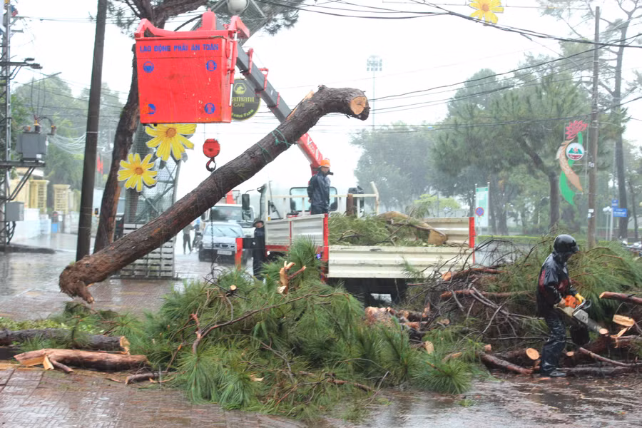 Nhiều cây xanh trên địa bàn thành phố bị đổ ngã. Ảnh: Quang Tấn