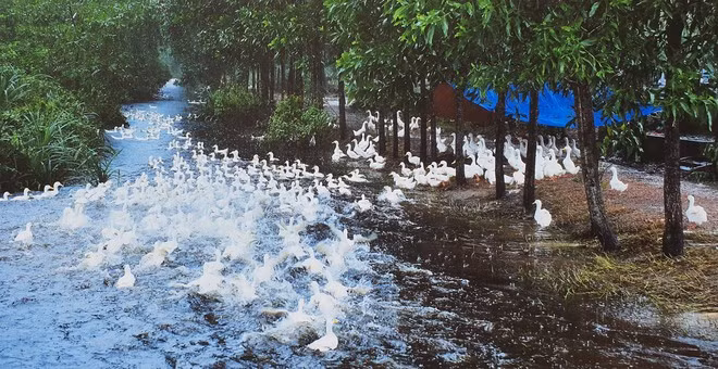  Chạy lũ