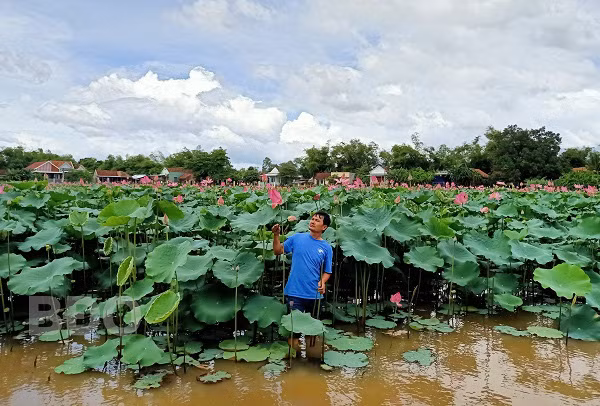Ông Nguyễn Mộng Kha, thôn Bắc Thuận, xã Nhơn Hậu, TX An Nhơn, tỉnh Bình Định đang kiểm tra ruộng sen.