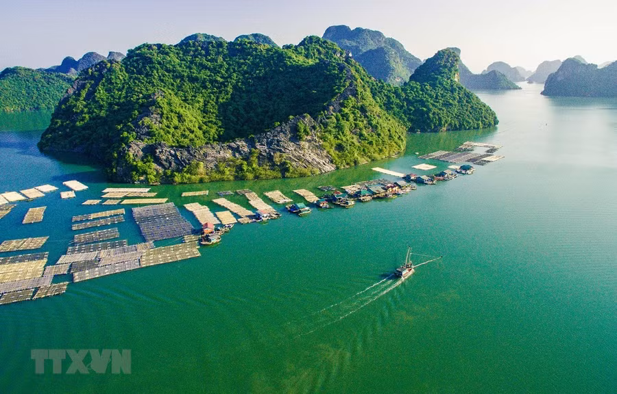 Nuôi cá lồng bè trên Vịnh Gia Luận - Cát Bà tạo cảnh quan đẹp thu hút du khách khi thưởng ngoạn du lịch biển đảo của Hải Phòng. (Ảnh: Trọng Đạt/TTXVN)