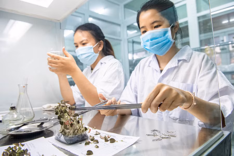  Thực hiện thao tác nhân giống bằng phương pháp nuôi cấy mô tế bào thực vật. Ảnh: Đ.T