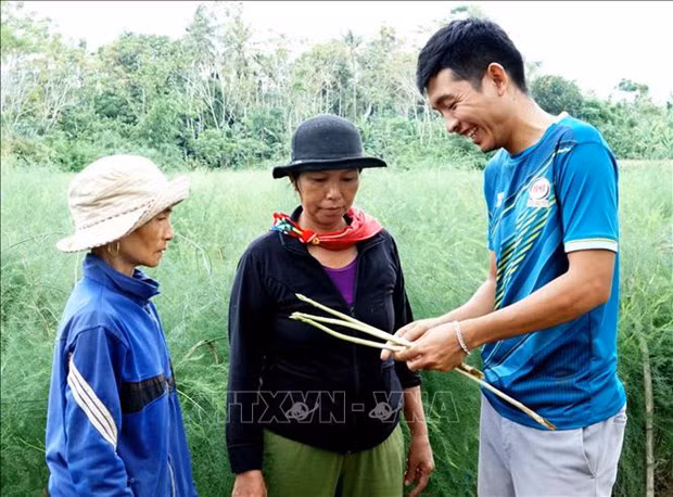 Anh Võ Mạnh Tú, xã Hành Phước, huyện Nghĩa Hành (tỉnh Quảng Ngãi) đánh giá chất lượng măng tây sau thu hoạch. Ảnh: Lê Ngọc Phước-TTXVN