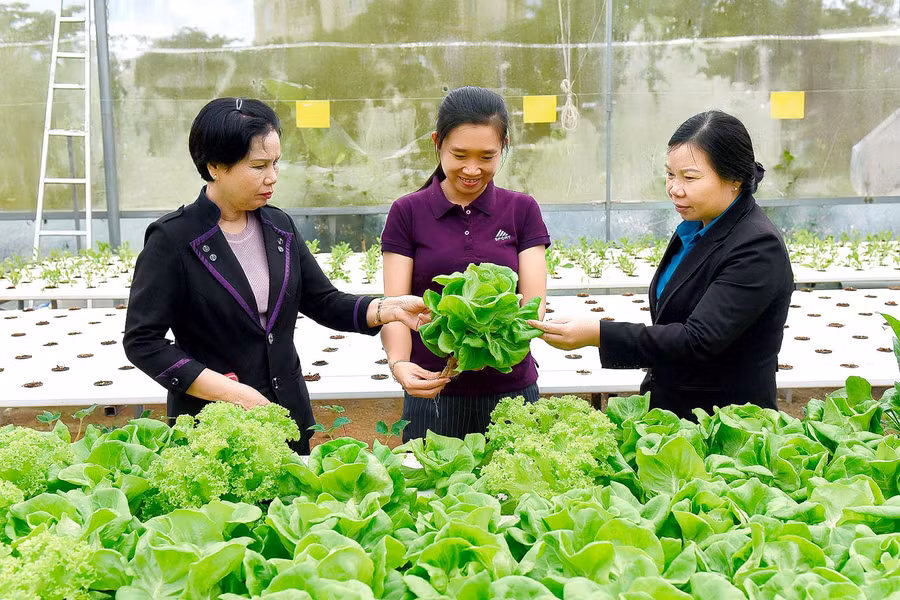 Mô hình trồng rau thủy Canh áp dụng công nghệ cao của chị Trần Thị Mỹ Lệ, ở 347 Phạm Văn Đồng, TP. Pleiku (Gia Lai) đầu tư 400 m2 nhà lưới, để trồng Xà lách và rau cải các loại. Mỗi vụ cho thu hoạch gần 1 tấn rau các loại với giá bán lẻ từ 30 đến 40 ngàn. Thì trung bình mỗi tháng bán được khoảng 30 triệu đồng. Sau khi trừ các chi phí thì Lợi nhuận đạt 7,5 triệu 1 tháng.
