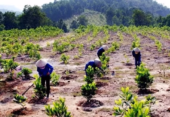  Thu hút mọi nguồn lực để trồng thành công một tỷ cây xanh
