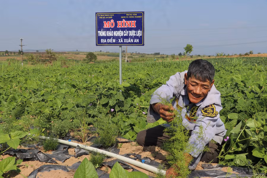 Ông Trần Ngọc Hữu (thôn Xuân An 3, xã Xuân An) chăm sóc cây thiên môn đông. Ảnh: Ngọc Minh