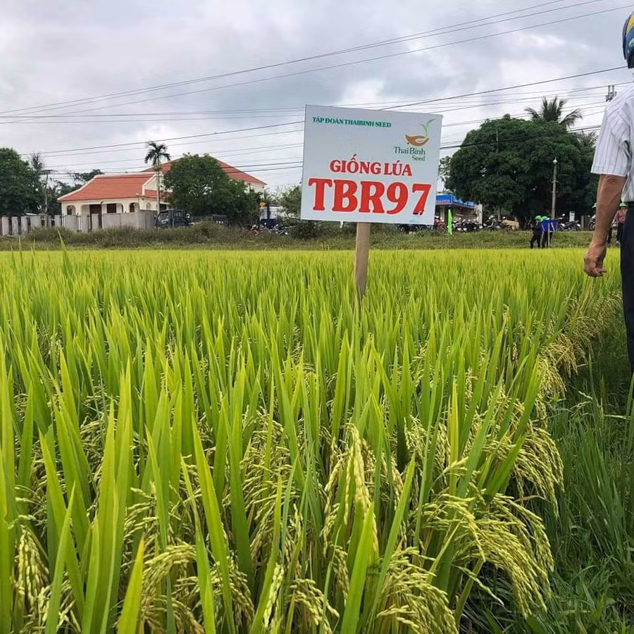 Giống TBR97 dễ thâm canh và có sức chống chịu hạn rất tốt. Giống TBR97 dễ thâm canh và có sức chống chịu hạn rất tốt.